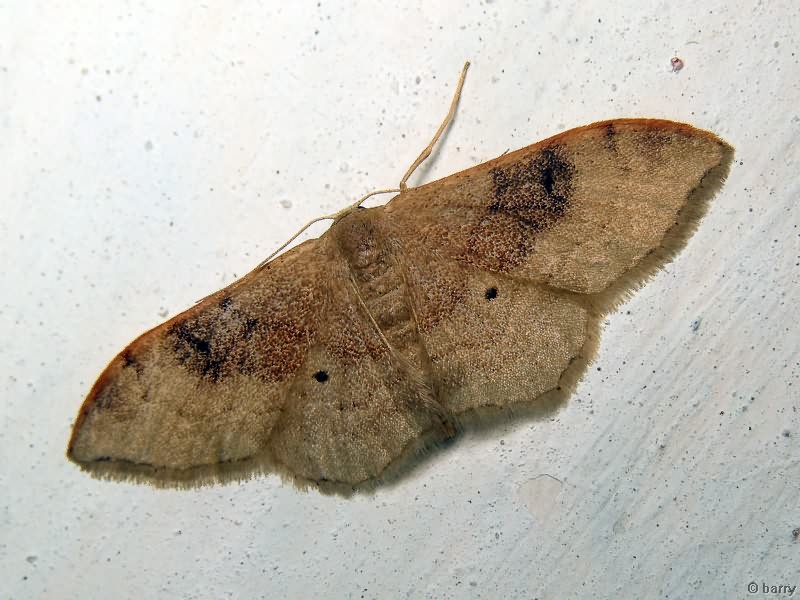 Idaea degeneraria (Hübner, 1799)